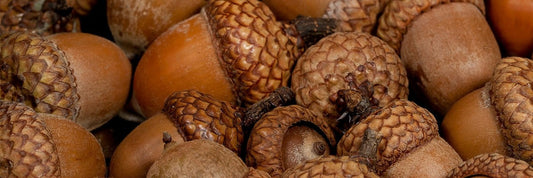 A close-up of whole acorns in their caps.