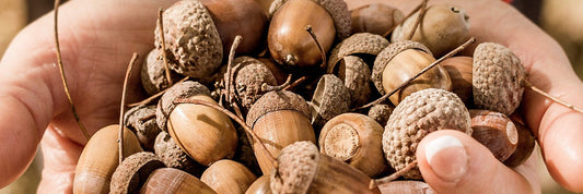 Two cupped hands holding a handful of whole acorns.